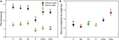 Plant Growth-Promoting Rhizobacteria Alleviate High Salinity Impact on the Halophyte Suaeda fruticosa by Modulating Antioxidant Defense and Soil Biological Activity